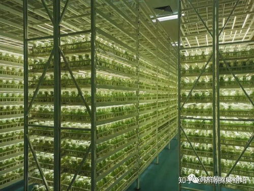 光照強(qiáng)度、光周期與光分布 光線三大要素穿越營(yíng)銷迷霧的實(shí)戰(zhàn)策劃
